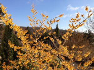 Blühende Zaubernuss am 1. April an der Wetterstation Ansbach