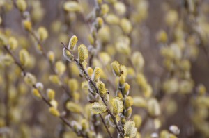 Im April begann die Natur heuer nach dem langen Spätwinter explosionsartig an zu blühen (hier die Weidenkätzchen)