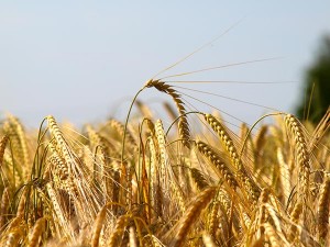 Die Getreideernte in 2013 wird voraussichtlich sehr gut sein