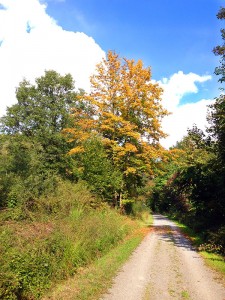 "Altweibersommer"-Tage gab es im September nur wenige (wie z.B. am 25.), die das erste bunte Laub strahlen ließen. Foto: Goede