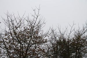 Entnervend: viele grauen Wolken bzw. Hochnebel trübten den November 2013 ein. Foto: Hans-Martin Goede