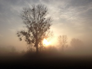 Nebel und Sonne lieferten sich im Januar 2014 Kämpfe um die Vorherrschaft. Am Ende war es meist grau und trüb. Foto: Goede