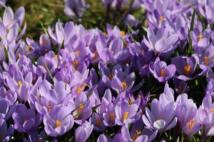 Mit Vollpower in den Märzfrühling: der Krokus "glänzt" landauf landab