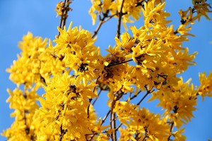 Die Forsythie blüht in diesem Jahr rund 2 Wochen früher als sonst - sie ist ein traditioneller "Frühlingsbote"