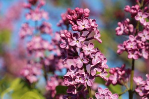 Ende April setzte verbreitet die Fliederblüte ein - normal wäre erst im Laufe des Mai! Foto: Hans-Martin Goede