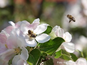 Bienen konnten sich im Frühling 2014 nicht über zu wenig Arbeit beschweren. Foto: Goede