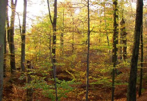 In den letzten Septembertagen begann das Laub sich immer rascher herbstlich zu färben. Foto: Goede