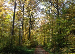 Buntes Herbstlaub selbst noch im November - ein seltenes Naturschauspiel.