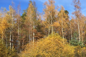 Späte Novemberwärme beschert neuen Temperaturrekord