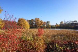 Standesgemäßer farbenprächtig sonnig-goldener Ausstand des Oktobers am 31. wie hier am Ziegelweiher. Foto: Goede