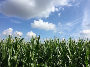 Der Mais fand im Juli beste Bedingungen für Wachstum vor. Foto: Hans-Martin Goede