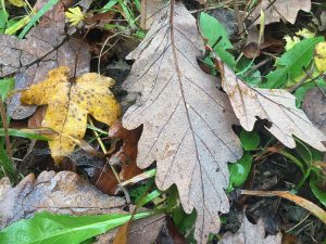 Feucht vom Tau: Herbstlaub im Morgennebel des 30. Oktober 2016 im Schönfeldwald. Foto: Hans-Martin Goede