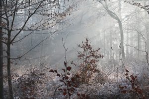 ... wenn die Wintersonne durch den Nebel im Wald bricht und der Reif zu spiegeln beginnt... Foto: Hans-Martin Goede