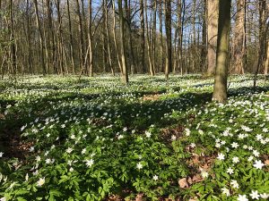 Waldanemonen sind nach den Schneeglöckchen, Krokusblüten und Osterglocken die nächsten Frühlingsboten. Foto: Goede