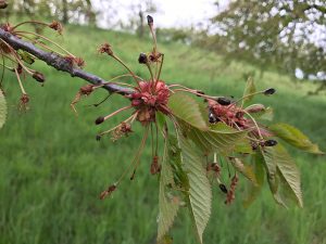 Viele Blüten sowie erste Früchte von Stein- und Kernobst wurden durch die Spätfröste am 20. und 24. April heuer extrem geschädigt. Foto: Goede