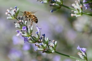 "echter" blühender Lavendel am Monatsende - für die Bienen heuer ein 