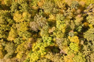 Goldenes Oktoberwetter 2017 - die Farbenpracht der Laubbäume "von oben"! Foto: Goede