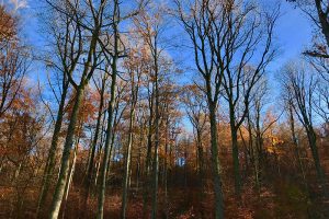 Bereits am 22. und 23. November war es in Mittelfranken wiederholt sonnig und mild mit Temperaturen bis 12 Grad. Foto: Goede