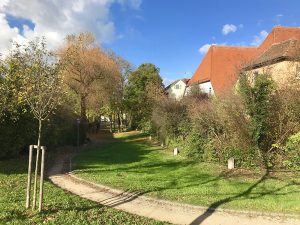 Goldener Oktober 2017 - hier am 28. des Monats im alten Stadtgraben gegenüber dem Gymnasium Carolinum. Foto: Hans-Martin Goede