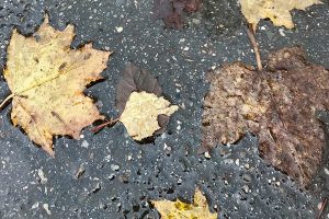 Immer wieder Regen - wenig Sonne - der November sorgte für trübe Stimmung. Foto: Goede