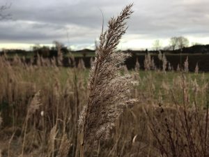 meist grau und damit sehr sonnenscheinarm, überwiegend frostfrei - der Januar 2018 bescherte Temperaturen wie ein März und mieses Wetter wie ein November. Foto: Goede