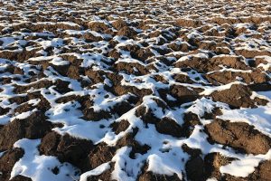 "auf der Sonnenseite des Lebens" sorgte die Februarsonne bald für Lücken in der Schneedecke. Foto: Goede