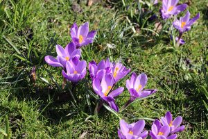 Krokusblüte im März 2018. Foto: Hans-Martin Goede