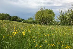 satt blühende Wiesen mitten im Mai wie sonst nur im Juni - dazu leider immer wieder drohende Unwetterwolken am Himmel. Foto: Hans-Martin Goede