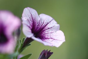 Petunienblüte mit Regentropfen im Juni 2018. Regen war allerdings meist Fehlanzeige. Foto: H.-M. Goede