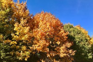 "Goldenes Oktobersommerwetter" am 12.10.2018. Foto: hmg