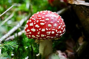 Erst Ende September mit kühler Luft und ein wenig Regen wagten sich die Pilze aus dem Boden. Foto: Hans-Martin Goede