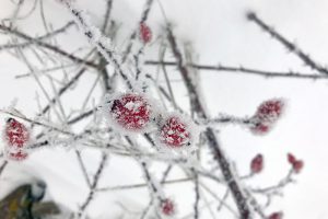 Winterwetter mit "geeisten Hagebutten" gab es in der dritten Dekade zu sehen. Foto: Hans-Martin Goede