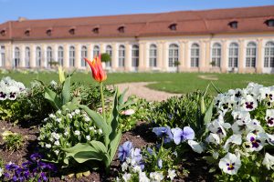 Ostern 2019 im Hofgarten - die Blumenpracht konnte sich Dank Hoch "Katharina" in den schönsten Farben entfalten. Foto: Goede