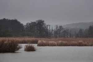 grauer Hochnebel am Scheerweiher am 22. November 2019. Foto: Hans-Martin Goede