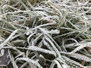 Reif am 5. Dezember 2019 - dem einzigen Tag mit Dauerfrost im Dezember in Ansbach. Foto: Hans-Martin Goede