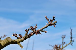 Zarte Knospen an den Obstbäumen im März 2020 - den milden Temperaturen sei Dank. Foto: Hans-Martin Goede