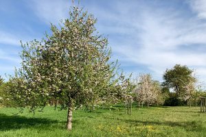 Ende April kam der Vollfrühling mit blühenden Obstbäumen. Foto: Hans-Martin Goede