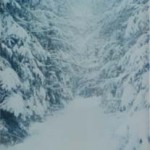 Winter im März 1988 im Schönfeldwald bei Schalkhausen