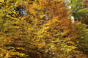 "Goldener Oktober" Impressionen 25.10.2020, Foto: Hans-Martin Goede