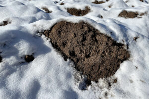 Rasend schnell fras sich Mitte Februar die Sonne durch den Schnee. Foto: Hans-Martin Goede