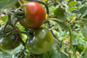 2021 ist definitiv kein Sommer für Freilandtomaten. Foto: Hans-Martin Goede