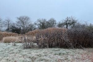 ... grauer November 2021. Foto: Hans-Martin Goede