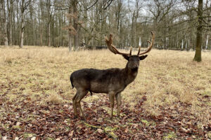 Dank fehlendem Winter war die Futtersuche für das Wild im Januar 2022 einfach. Foto: Hans-Martin Goede