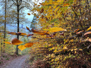 Buntes Herbstlaub im November 2022 Dank anhaltender Wärme, Foto: Hans-Martin Goede