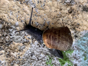 Eine schwarze Weinbergschnecke ("Arianta arbustorum") am 16. April 2023. Foto: Hans-Martin Goede