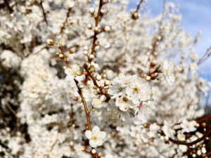 Blütenpracht des März 2024, Foto: Hans-Martin Goede