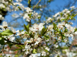 Kirschblüte am 28. März 2025, Foto H.-M. Goede