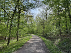 Im April grünten die Bäume im Wald - setzt sich das trockene Wetter im Mai fort, ist dies der Beginn für den rapiden Anstieg für die Waldbrandgefahr! Foto: 20. April 2025, Goede